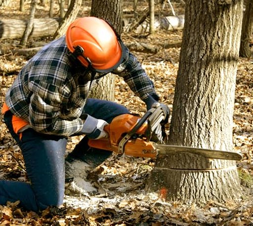 Tree Removal in South Hill, VA